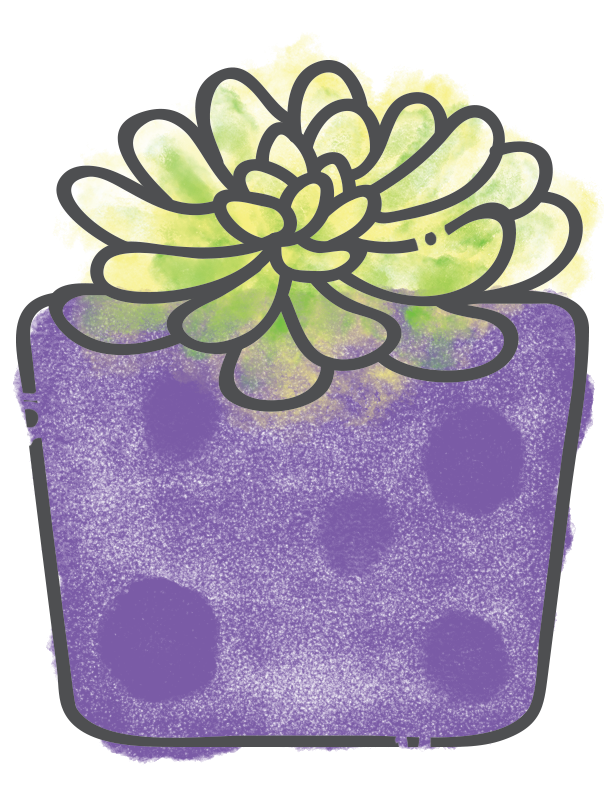 Aeonium Suncup
